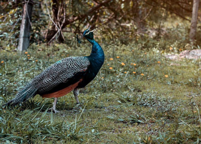 Online Collection 30.48 cm Peacock Sticker, Bird Poster, Animals , (18 inch X 12 inch) pea560 Non-Reusable Sticker  (Pack of 1)