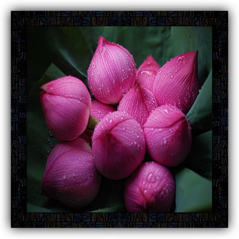 Poster N Frames framed poster of flower 25372 Digital Reprint 14 inch x 14 inch Painting  (With Frame)