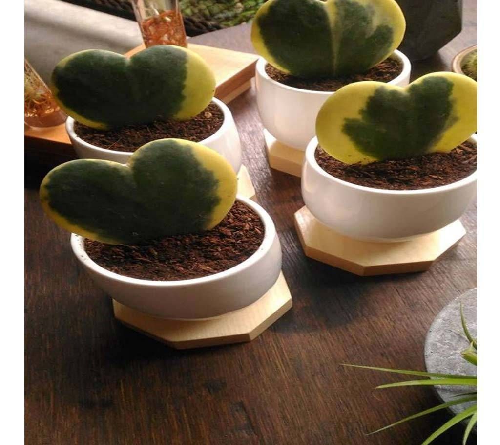 Sweetheart Hoya Indoor Plant with Pot - 1 Piece 