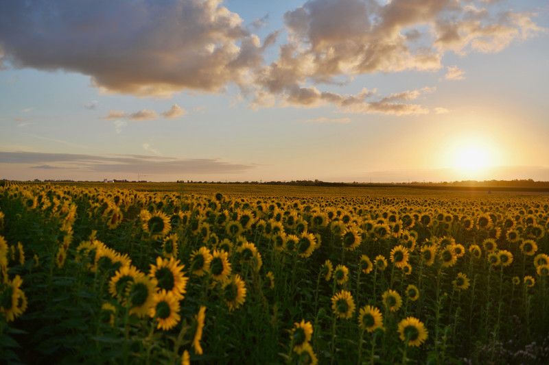 PRINTHUBS 30.48 cm Natural Beautiful Sunflower Poster for Room Home Decor (Size 12x18 Inch)S47 Self Adhesive Sticker  (Pack of 1)