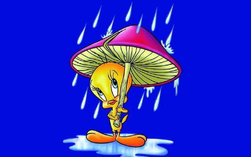 Cartoon Tweety Bird Rain Umbrella Mushroom Blue Matte Finish Poster Photographic Paper  (12 inch X 18 inch)
