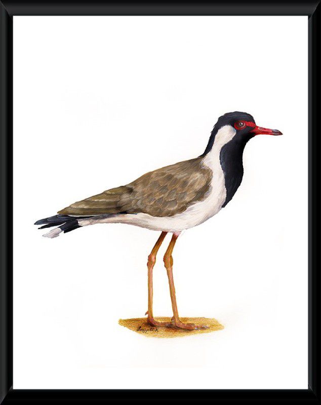 KUPARWL Red-Wattled Lapwing Painting Watercolor 11 inch x 8 inch Painting  (Without Frame)