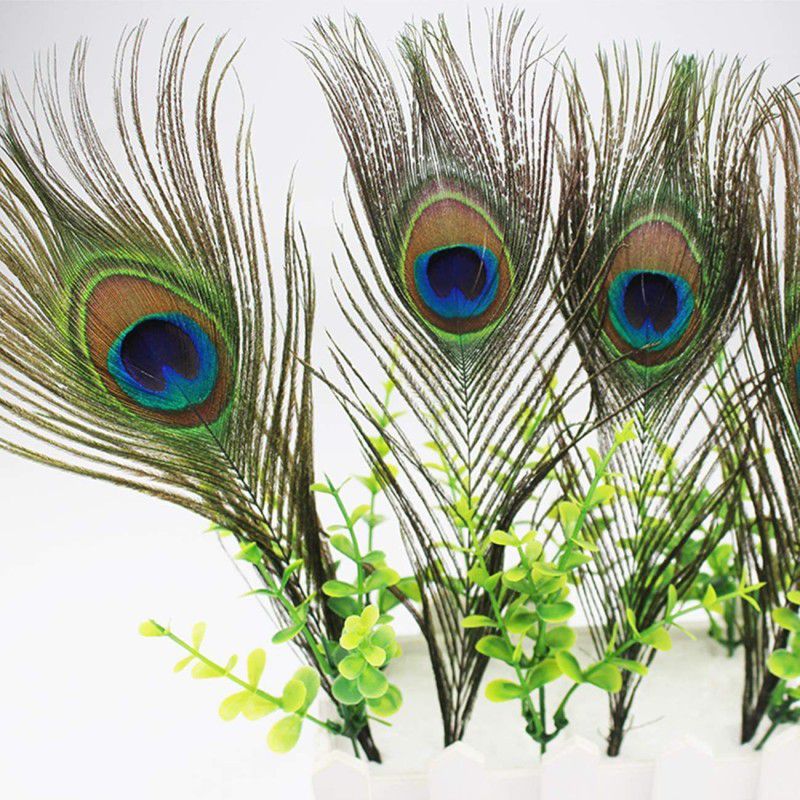tirupaticollection Pack of 8 Decorative Feathers  (30cm Peacock Feather)