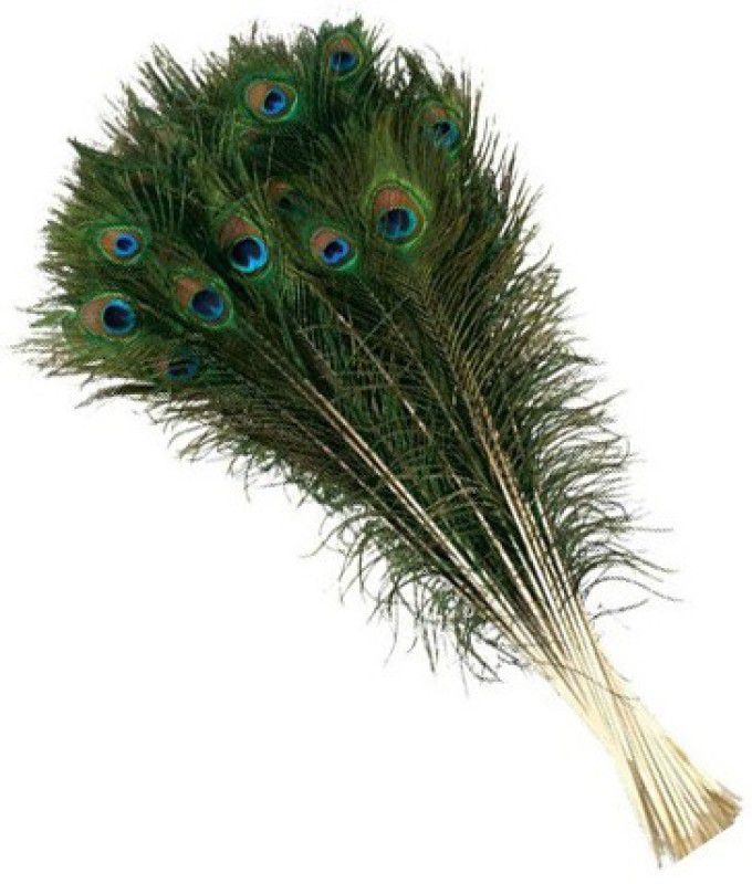CRAFT GEOMEMBRANE Pack of 50 Decorative Feathers  (10-12 INCH Peacock Feather)
