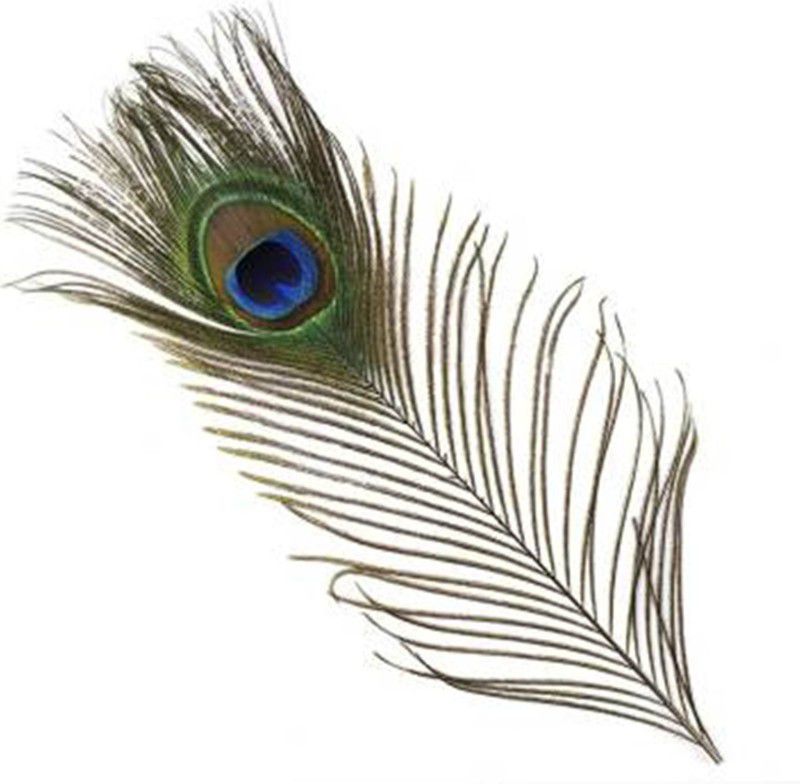Divine Pack of 10 Decorative Feathers  (45-50cm Peacock Feather)