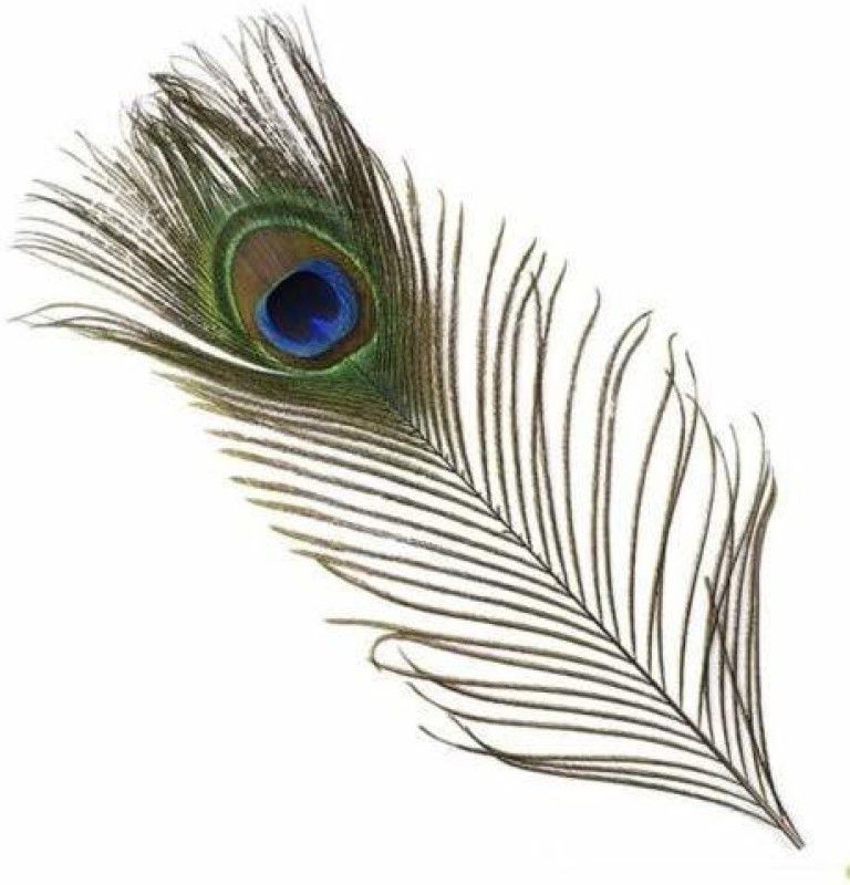 Uphaar Pack of 75 Decorative Feathers  (24 Inch Peacock Feather)