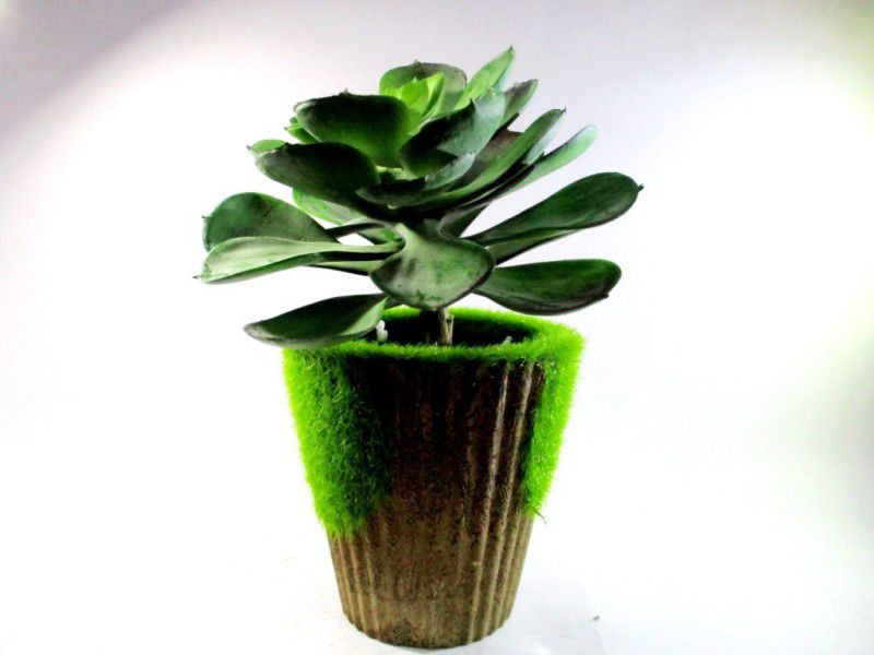 Green Plant indoor Succulents010 Bonsai Artificial Plant with Pot  (6 cm, Green)