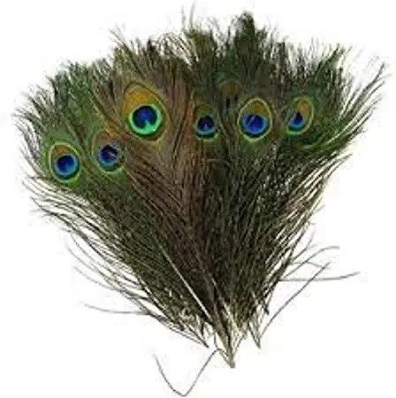 Urvi Creations Pack of 25 Decorative Feathers  (30 cm Peacock Feather)