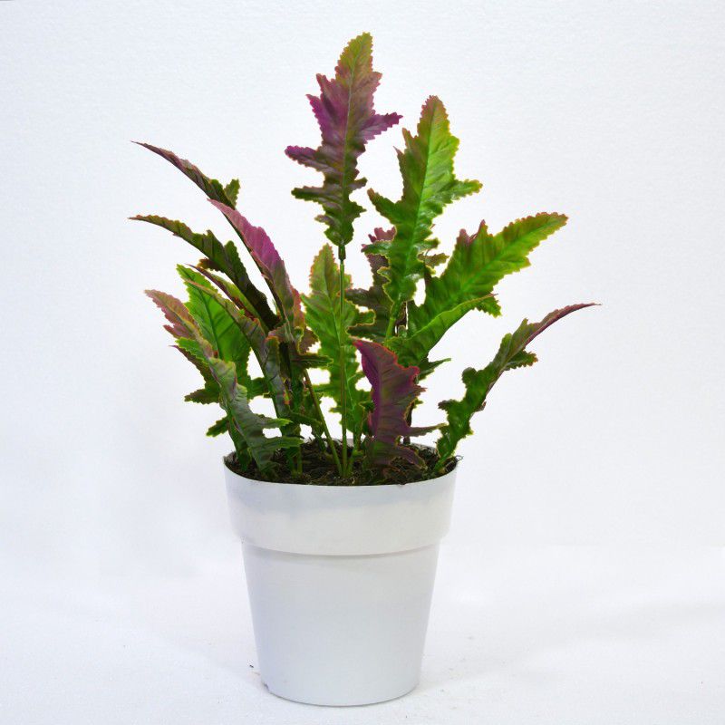 fancymart Artificial Plant Spring Feather in Pot Wild Artificial Plant with Pot  (35 cm, Purple)