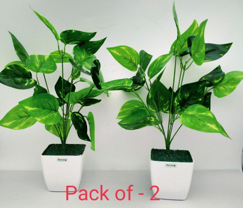 manyas Clasic money plant Bonsai Wild Artificial Plant with Pot  (30 cm, Green)