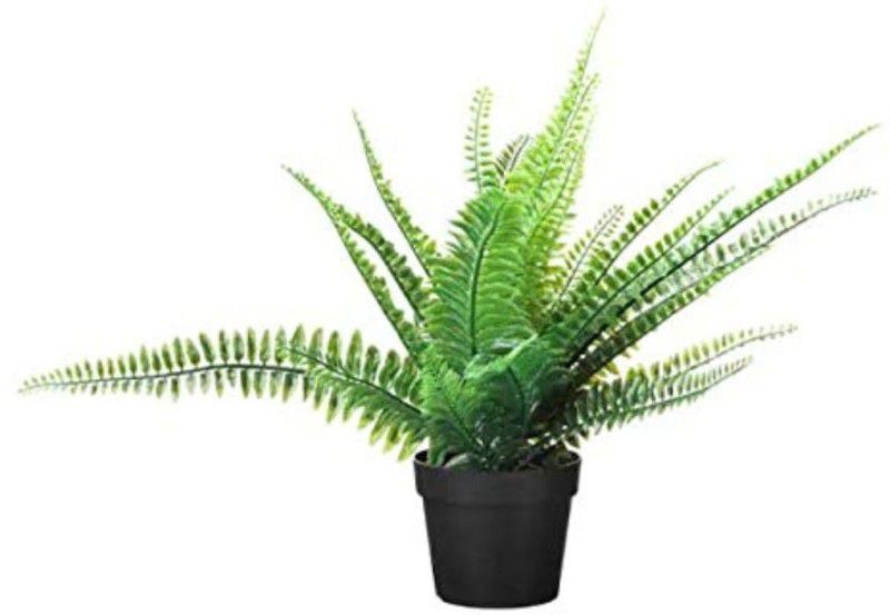 IKEA Artificial Plant With Pot Artificial Plant with Pot  (10 cm, Green, Black)