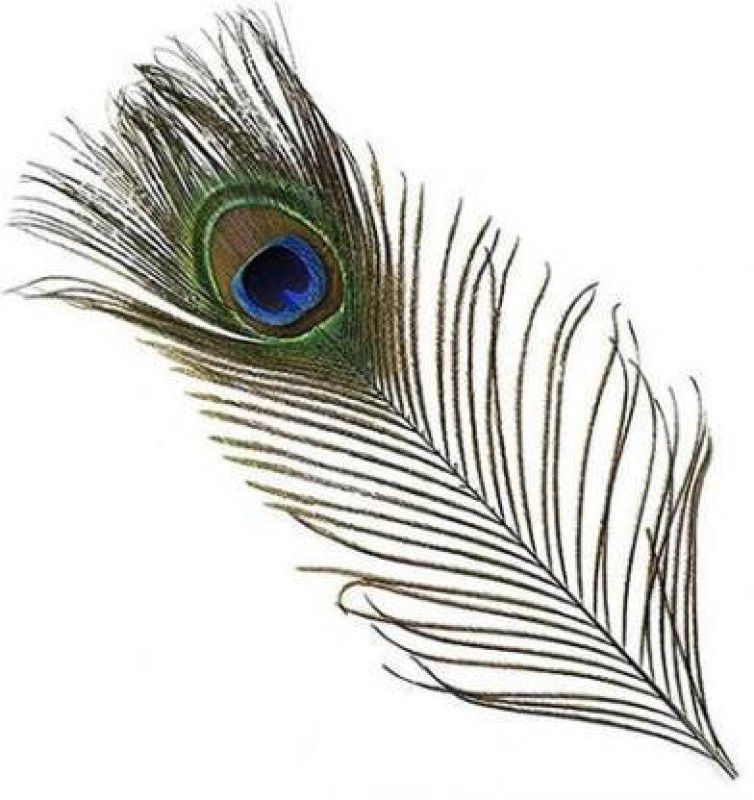 greengrow Pack of 3 Decorative Feathers  (1 FEET Peacock Feather)