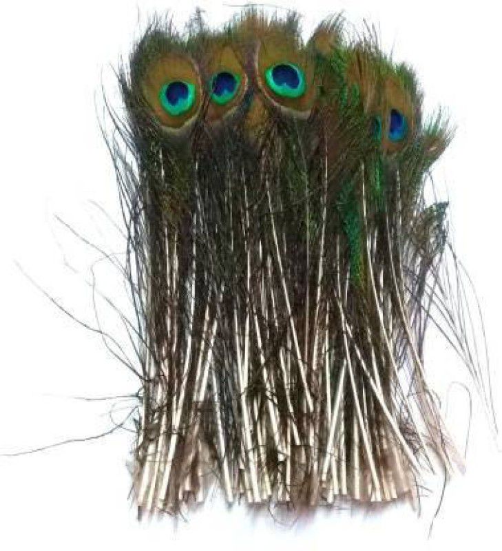 greengrow Pack of 10 Decorative Feathers  (1 FIIT Peacock Feather)