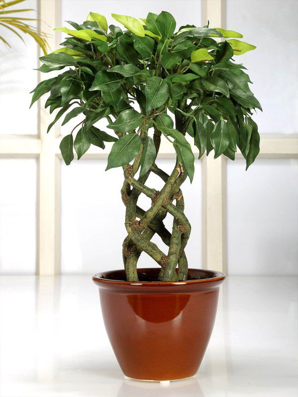 FOURWALLS Bonsai Artificial Plant with Pot  (41 cm, Green)