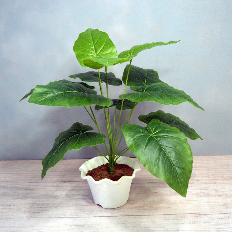 decormasters Artificial Natural Touch and Feel Green Plant Wild Artificial Plant  (55.88 cm, Green)