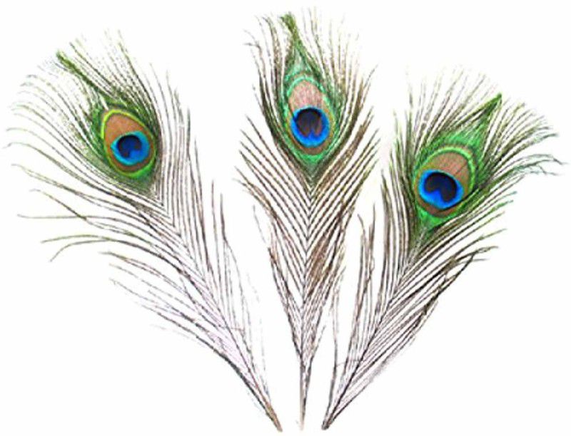 AB WORLD CLASS Pack of 3 Decorative Feathers  (STANDARD Peacock Feather)