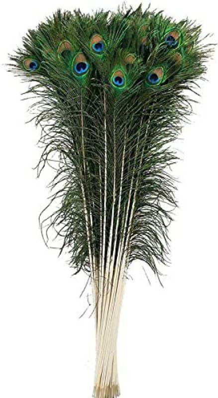Firmus Pack of 5 Decorative Feathers  (22-25 Inches Peacock Feather)