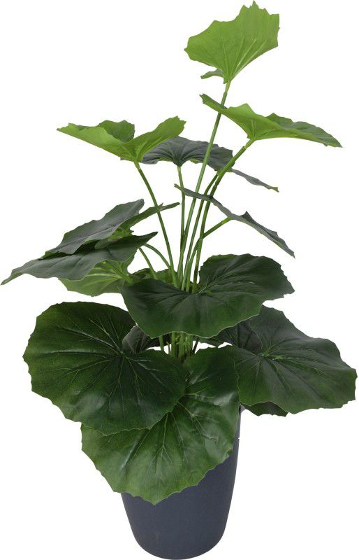 FOURWALLS Artificial Plant Without Vase (2 feet/60 cm Tall, Dark Green) Artificial Plant  (60 cm, Green)