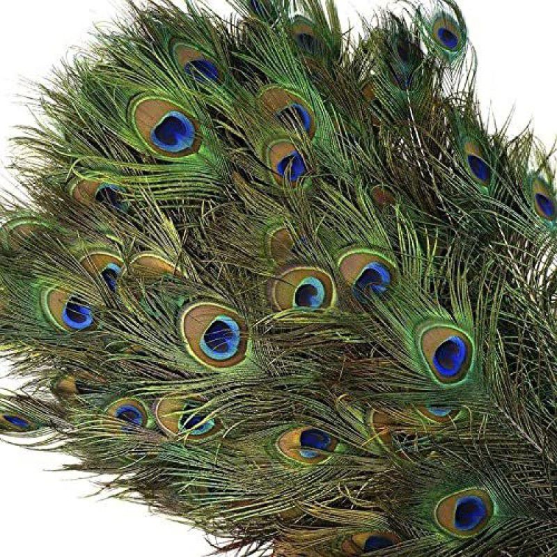 Firmus Pack of 50 Decorative Feathers  (22-25 Inches Peacock Feather)