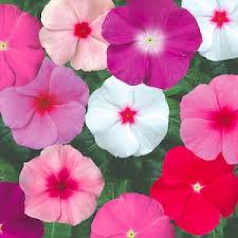 XOLDA Vinca Flower Seed  (50 per packet)