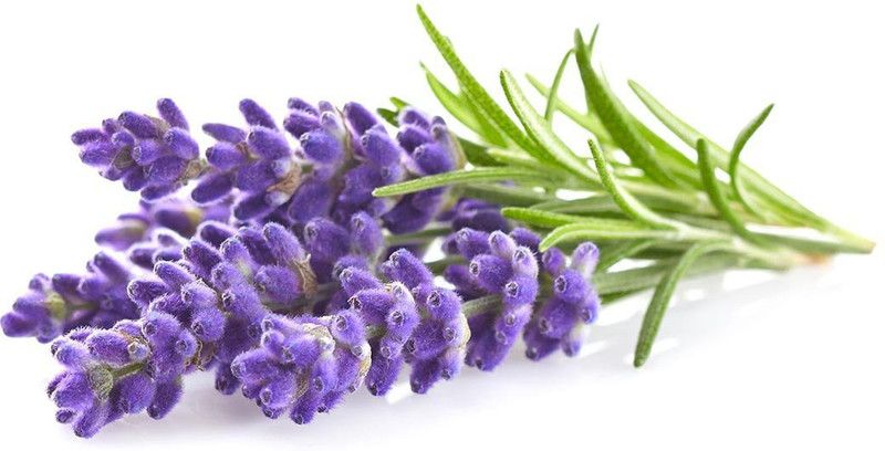 XOLDA Lavender Seed  (50 per packet)