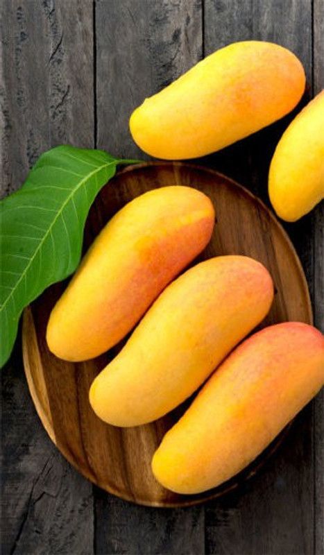 GreenHorizon Mango Plant  (Hybrid, Pack of 1)