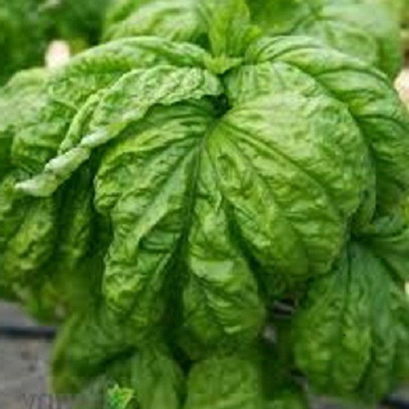 VibeX ® XXL-35 Basil,Lettuce Leaf seeds Seed  (1000 per packet)