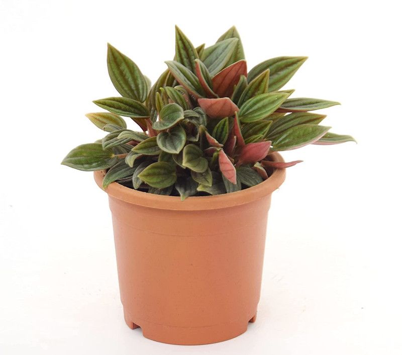 India Gardening Peperomia Plant  (Hybrid, Pack of 1)