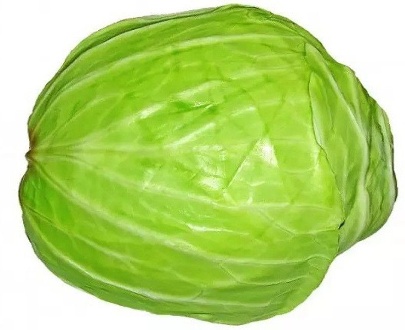 MYLAWN Round Shape Green Ball Style Cabbage Seed  (100 per packet)