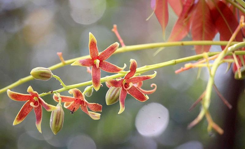 WILLVINE GBPUT-50 China Almond / Java Olive Tree Seeds Seed  (50 per packet)