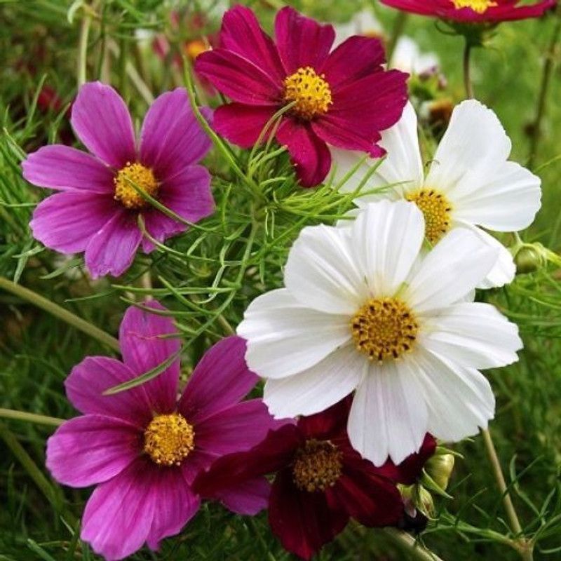 PLANTZON Cosmos Mix Flower Seed  (16 per packet)