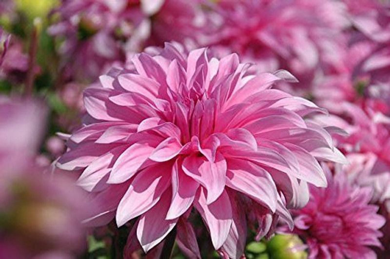 KANAYA Dahlia Seed  (78 per packet)
