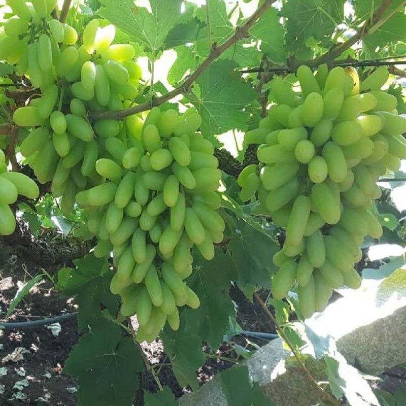 Aywal Grabes (Angoor) Seed  (10 per packet)