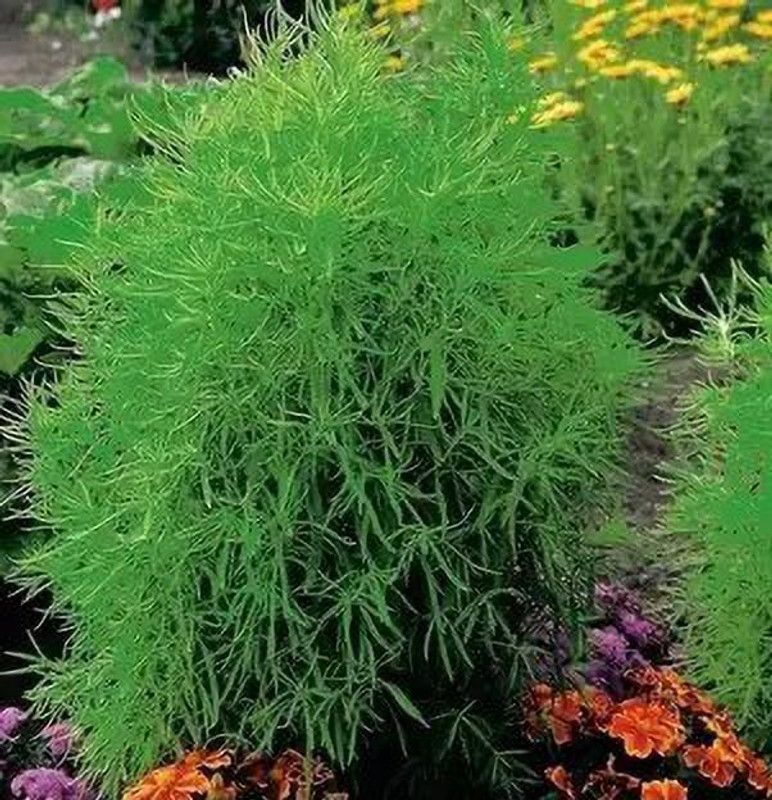 MAA Kochia Grass Seed  (59 per packet)