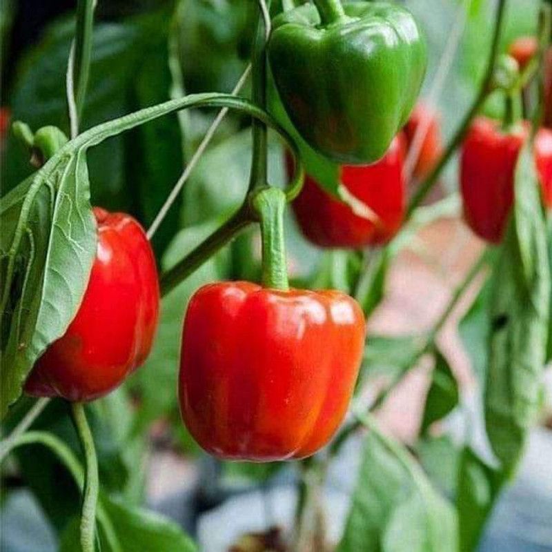 VibeX Bellpepper Mini Red I Seed  (100 per packet)
