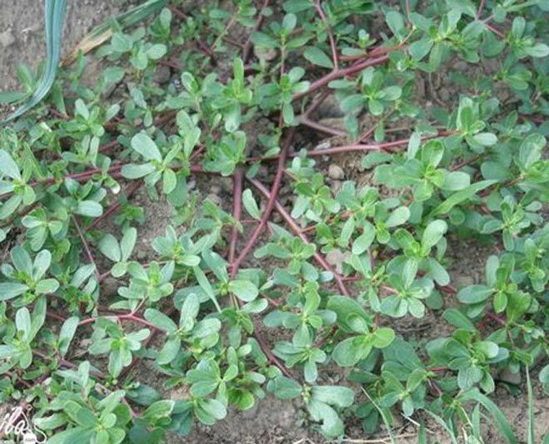 XOLDA Kulfa Seed  (23 per packet)