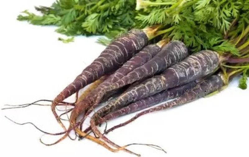 MAA Carrot Black, Gajar Seed  (70 per packet)
