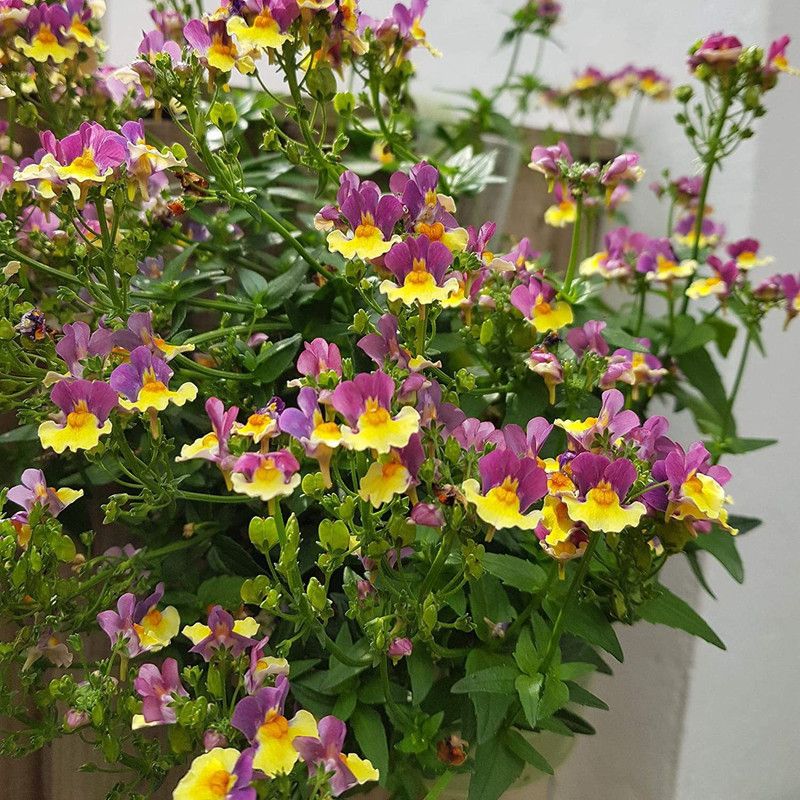 DIOART NBIR-66-Nemesia Strumosa Seeds - Two-Tone-25 x Seeds Seed  (25 per packet)