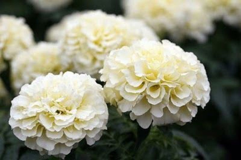 decorhomz Marigold white white flower seeds pack of 30 to 50 seeds in 1 pack Seed  (30 per packet)