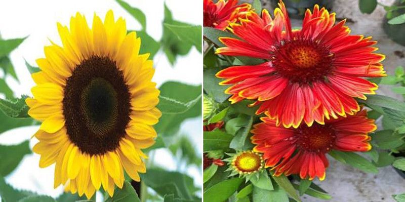 xcentax SUNflower RUSSIAN GIANT & Gallardia Seed  (25 per packet)