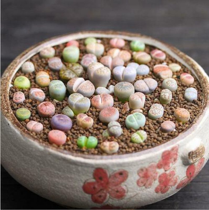Srushtitraders COLOR LITHOPS MIX succulent EXOTIC living stones desert rock seed plant 50 SEEDS Seed  (50 per packet)