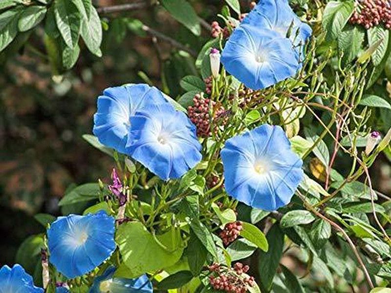 KANAYA Morning Glory Hybrid Flower Seed  (51 per packet)