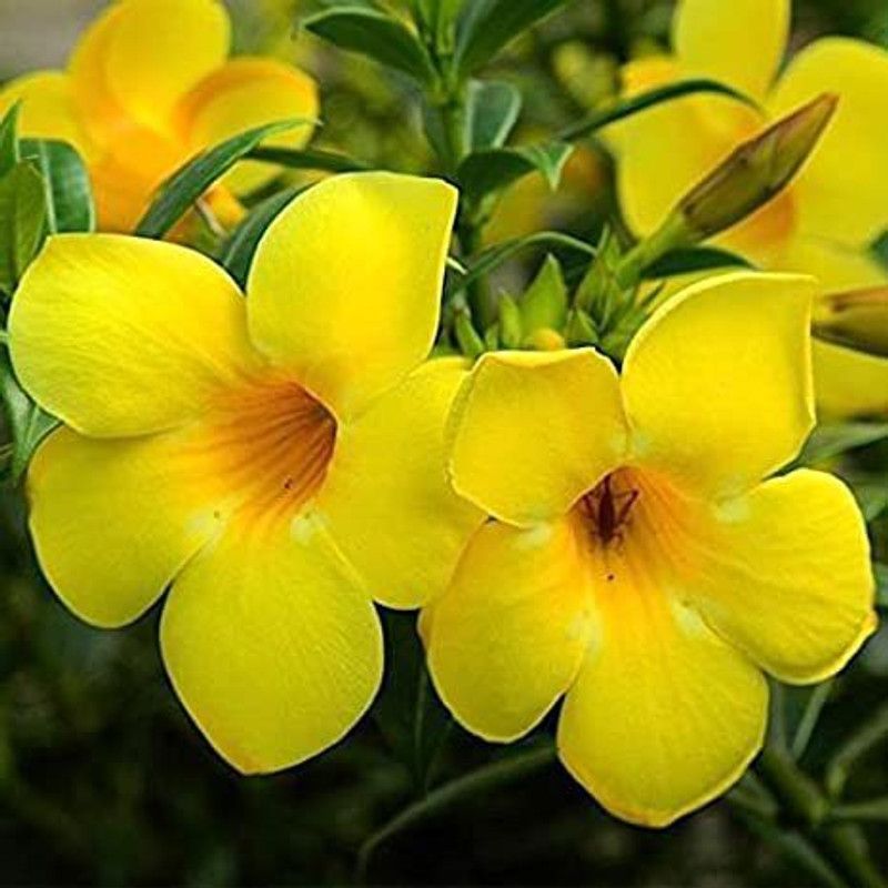 GreenHorizon Mandevilla Plant  (Hybrid, Pack of 1)