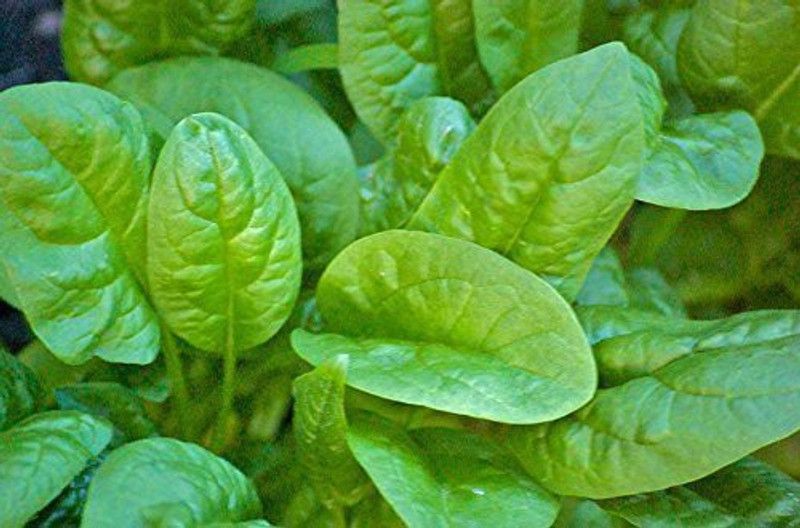 KANAYA Spinach Seed  (130 per packet)