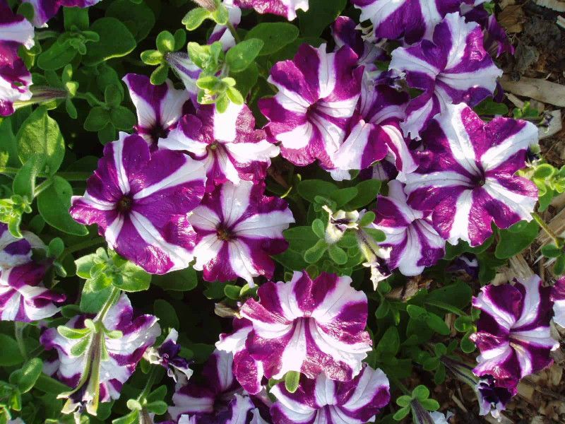 Mozette Exotic petunia ultra star Seed  (15 per packet)