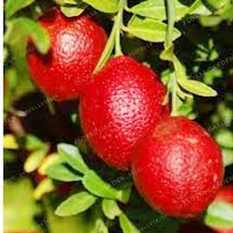 GreenBazar Lemon Plant  (Hybrid, Pack of 1)