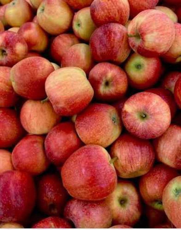 Nodoc Apple fruit Seed  (19 per packet)