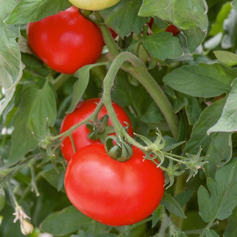 Mozette Organic Tomato F1 Seed  (50 per packet)