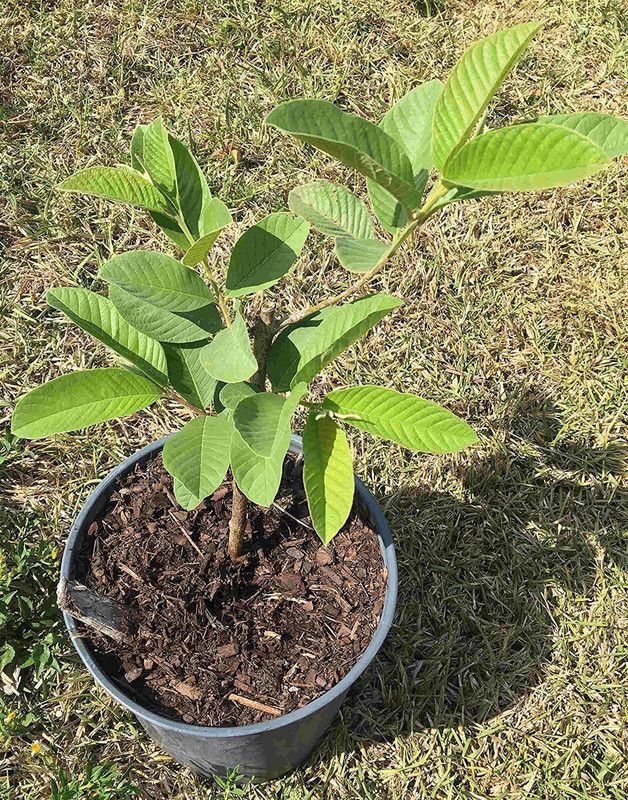 PLNZLY Guava Plant  (Pack of 1)