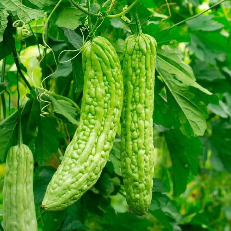 Mozette Organic Bittergourd (Karela) Seed  (30 per packet)
